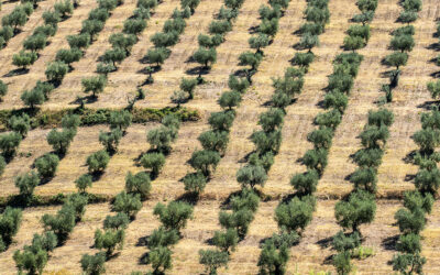 Sistemi agroforestali applicati all’olivicoltura