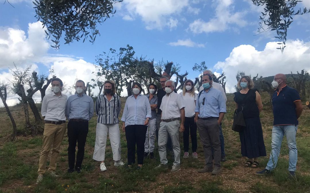 Come rivivono gli oliveti abbandonati: Saccardi alla cooperativa Montalbano a Lamporecchio